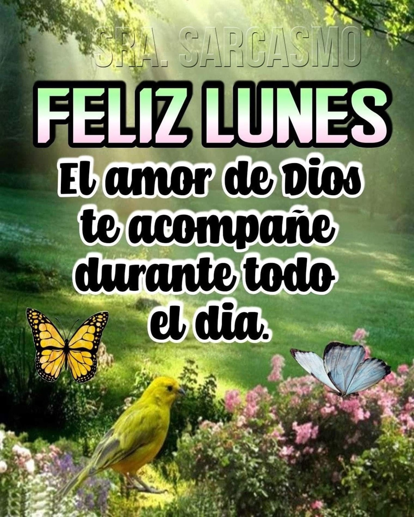 43 Buenos Días Feliz Lunes Imágenes 